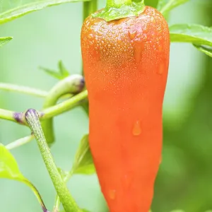 Capsicum Annuum California Wonder bell pepper Capsicum Annuum California Wonder bell pepper