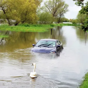 Car and swan in flooded river - Sun 6 May 2012 Car and swan in flooded river - Sun 6 May 2012