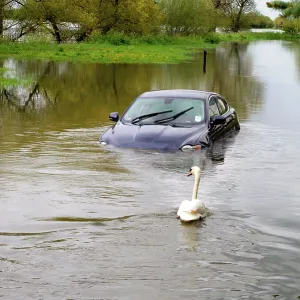 Car and swan in flooded river - Sun 6 May 2012 Car and swan in flooded river - Sun 6 May 2012