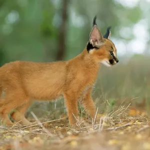 Caracal / African Lynx / Persian Lynx - juvenile Caracal / African Lynx / Persian Lynx - juvenile