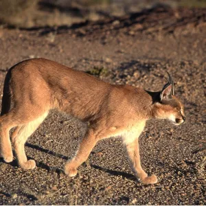 CARACAL - walking CARACAL - walking