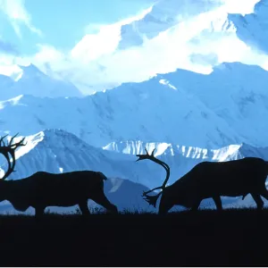 CARIBOU / reindeer - two CARIBOU / reindeer - two
