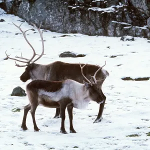 CARIBOU / REINDEER - in snow CARIBOU / REINDEER - in snow