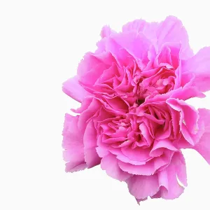 Carnation Golem, Dianthus caryophyllus Golem Carnation Golem, Dianthus caryophyllus Golem