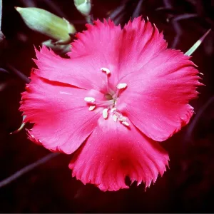 Carnation - single flower Carnation - single flower