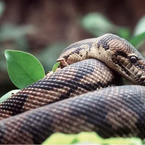 CARPET PYTHON CARPET PYTHON