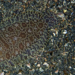 : Feature Idea - Animal Camouflage