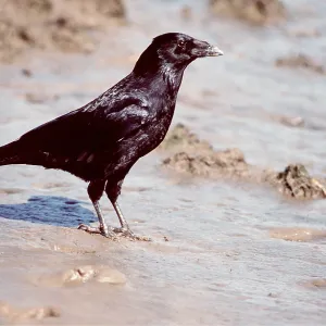 CARRION CROW - on mud