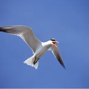 CASPIAN TERN IN FLIGHT CASPIAN TERN IN FLIGHT