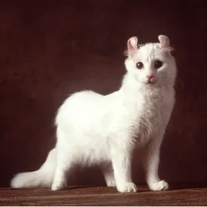 CAT - American Curl White CAT - American Curl White