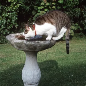 CAT - ON BIRD TABLE - drinking from bird bath CAT - ON BIRD TABLE - drinking from bird bath