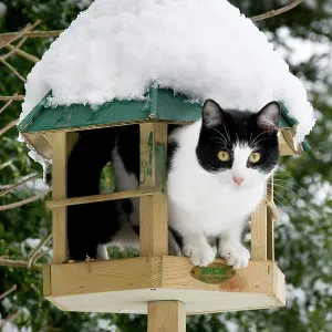 Cat - black & white cat on a bird feeding table in snow Cat - black & white cat on a bird feeding table in snow