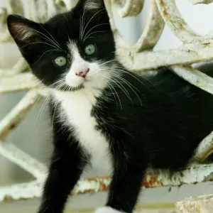 Cat - Black and white kitten climbing through hole in fence Cat - Black and white kitten climbing through hole in fence