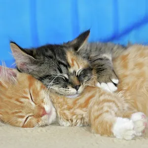 Cat - Calico and Ginger tabby kittens sleeping Cat - Calico and Ginger tabby kittens sleeping