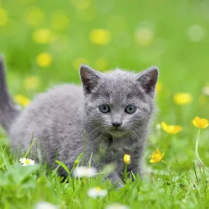 Cat - Chartreux kitten in grass Cat - Chartreux kitten in grass