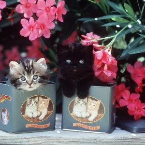 CAT - Cute Kittens in biscuit tins CAT - Cute Kittens in biscuit tins