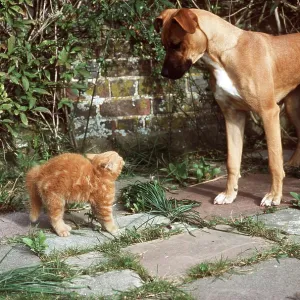 CAT - DOG AND KITTEN showing defensive behaviour CAT - DOG AND KITTEN showing defensive behaviour
