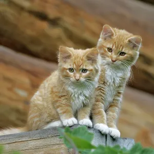 Cat - Two ginger tabby kittens together on logs Cat - Two ginger tabby kittens together on logs