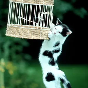 Cat - Hanging on birdcage in garden Cat - Hanging on birdcage in garden