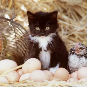 CAT - Kitten with chicken amongst eggs and apples CAT - Kitten with chicken amongst eggs and apples