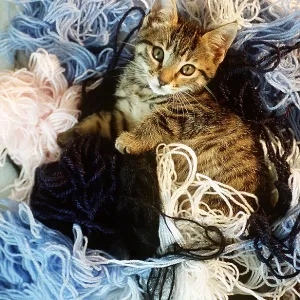 CAT - Kitten lying in tangled wool CAT - Kitten lying in tangled wool