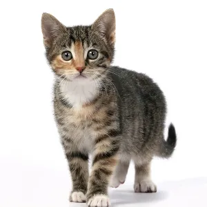 CAT. Kitten, tortoiseshell tabby & white CAT. Kitten, tortoiseshell tabby & white
