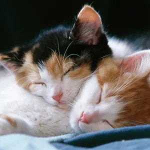 CAT - two kittens asleep together CAT - two kittens asleep together