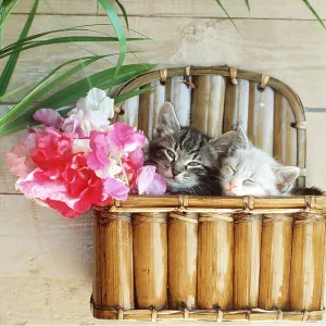 CAT - kittens x two in wall box with sweet pea flowers CAT - kittens x two in wall box with sweet pea flowers