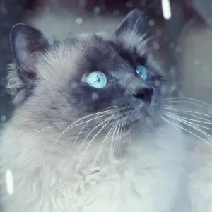 Cat looking out of window, close-up of head Cat looking out of window, close-up of head