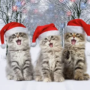 Cat Norwegian Forest Cat wearing Christmas hats Cat Norwegian Forest Cat wearing Christmas hats