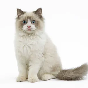 Cat - Ragdoll in studio Cat - Ragdoll in studio