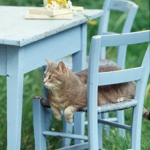 CAT - resting on blue chair CAT - resting on blue chair