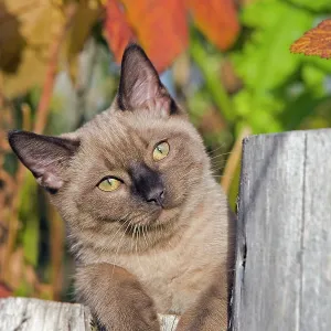 Cat - Siamese Kitten lying on log in garden, portrait Cat - Siamese Kitten lying on log in garden, portrait