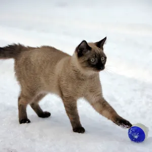 Cat - Siamese Kitten playing with ball in snow Cat - Siamese Kitten playing with ball in snow