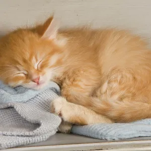 Cat - Siberian Kitten - sleeping Cat - Siberian Kitten - sleeping
