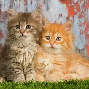 Cat - Siberian kittens Cat - Siberian kittens