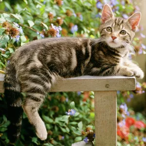 CAT - Tabby Kitten - on table, with hind leg and CAT - Tabby Kitten - on table, with hind leg and