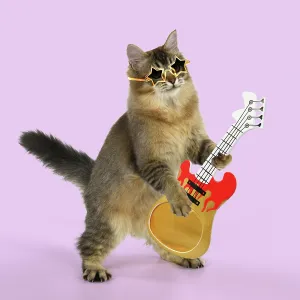 CAT - Tiffanie cat jumping and dancing wearing sunglasses CAT - Tiffanie cat jumping and dancing wearing sunglasses
