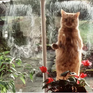 CAT - AT WINDOW with dirty paws