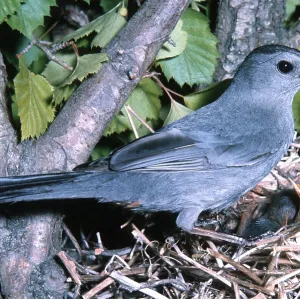 CATBIRD - at nest, with food in beak for chicks CATBIRD - at nest, with food in beak for chicks