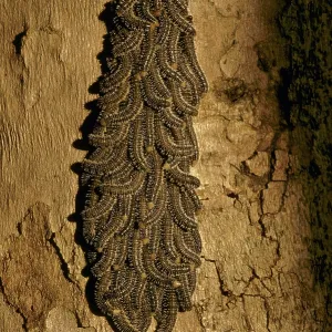 Caterpillar Cluster Caterpillar Cluster