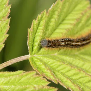 Caterpillar of ground lackey (Malacosoma castrensis) walking on nurse plant, Piedmont, Italy Caterpillar of ground lackey (Malacosoma castrensis) walking on nurse plant, Piedmont, Italy