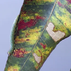 Caterpillar on Gum Leaf Caterpillar on Gum Leaf