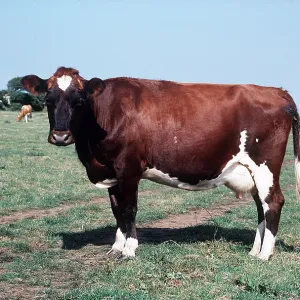 CATTLE - AYRSHIRE COW CATTLE - AYRSHIRE COW