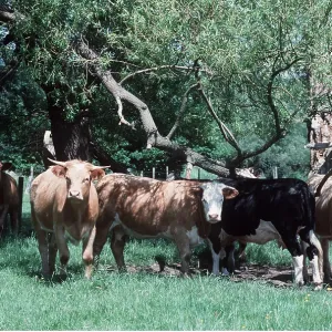 Cattle - beef cow herd shading under trees Cattle - beef cow herd shading under trees
