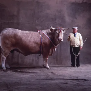 CATTLE - Blonde D'aquitaine, Bull CATTLE - Blonde D'aquitaine, Bull