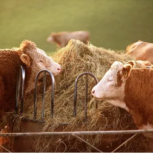 CATTLE - Bull & cow by hay feeder CATTLE - Bull & cow by hay feeder