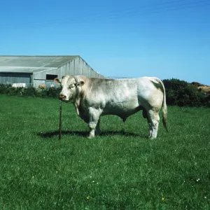 Cattle - Charolais Bull Cattle - Charolais Bull