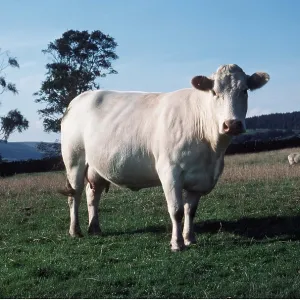 CATTLE - Charolais cow CATTLE - Charolais cow