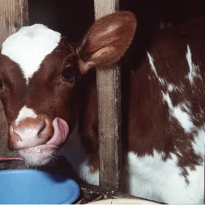 Cattle / cow - calf licking its face with tongue veal calf